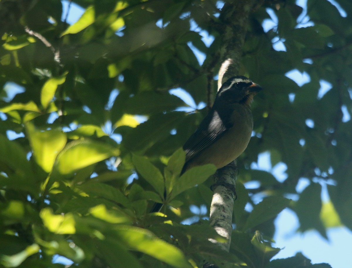 ハシブトイカル - ML644108864