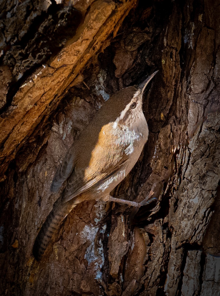 Troglodyte de Bewick - ML644108878