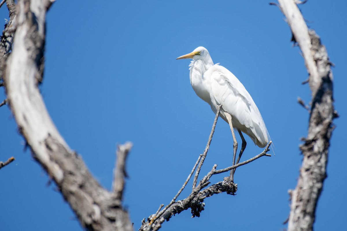 Great Egret - ML644108892