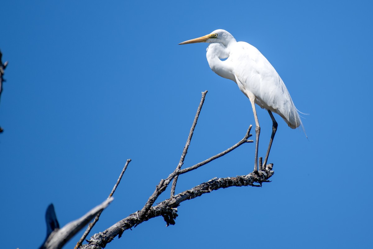 Great Egret - ML644108893