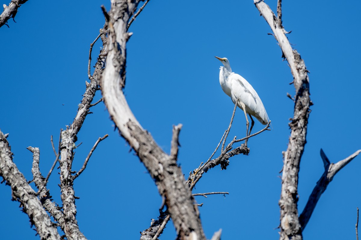 Great Egret - ML644108894