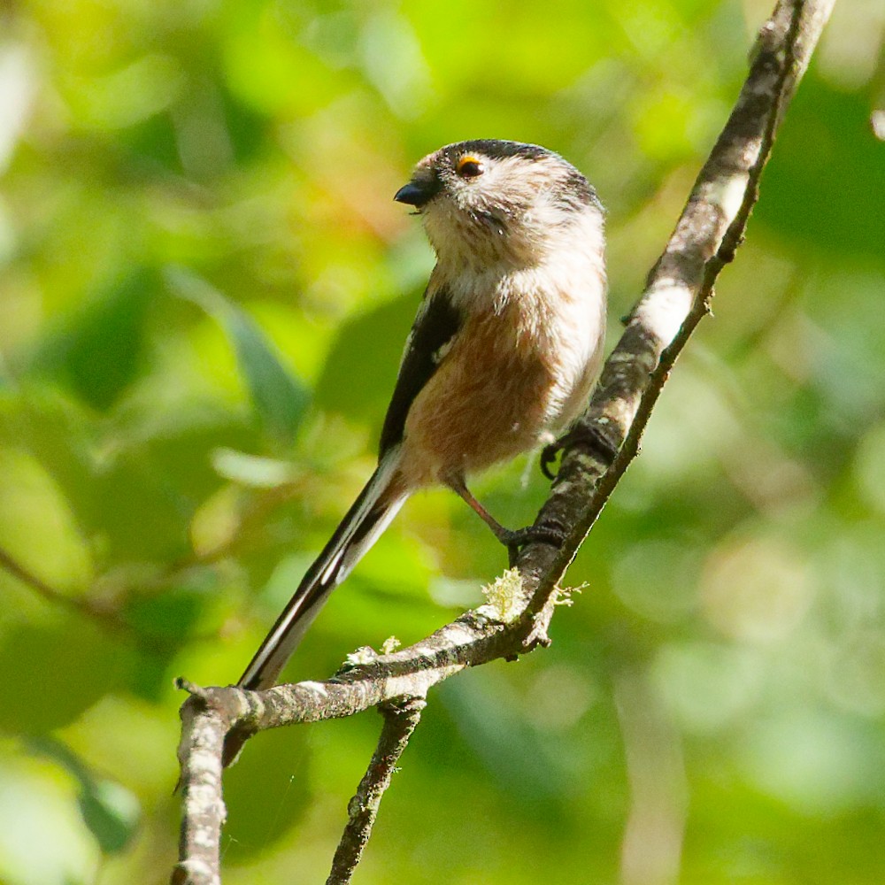 Long-tailed Tit - ML644108905