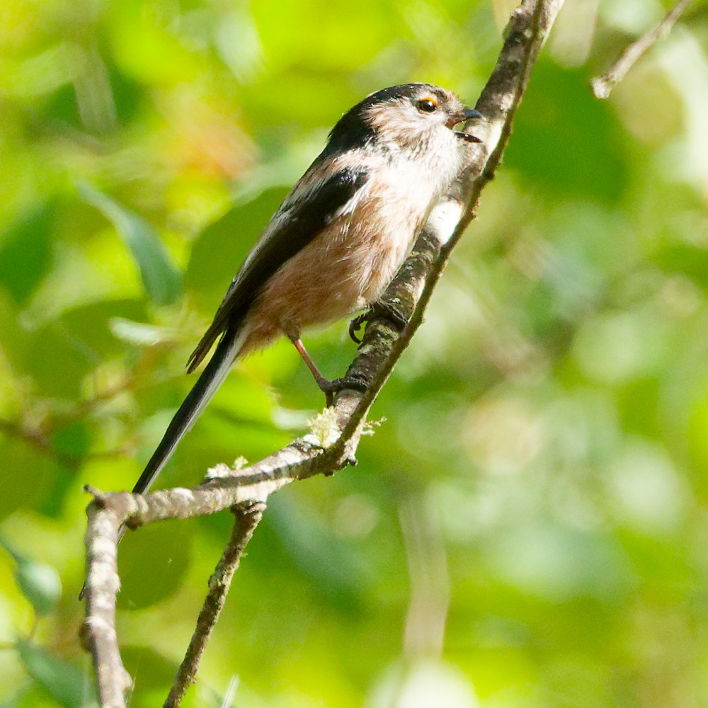 Long-tailed Tit - ML644108912
