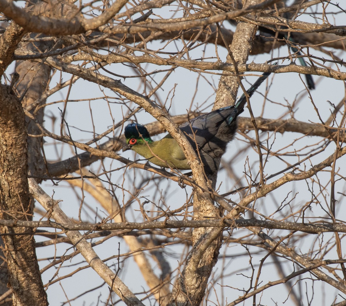 Purple-crested Turaco - ML644108913