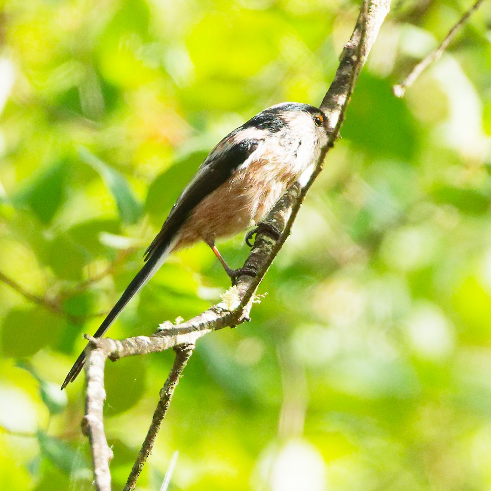 Long-tailed Tit - ML644108917