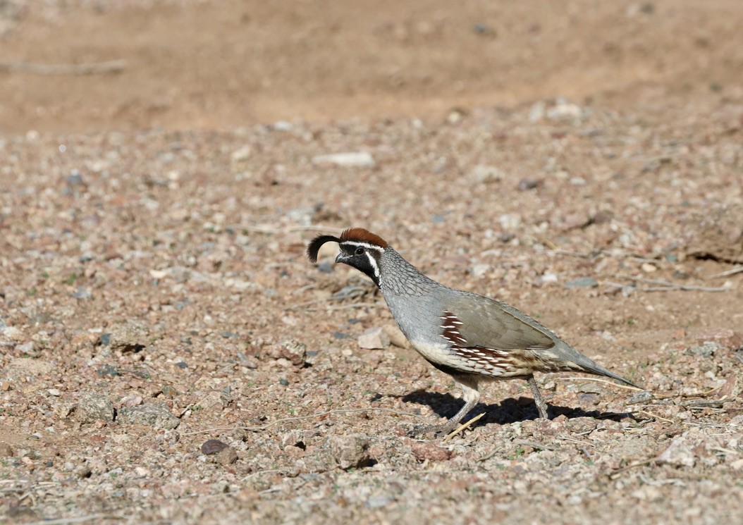 Gambel's Quail - ML644108933