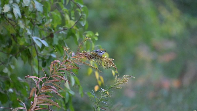 פרולה צפונית - ML644108941