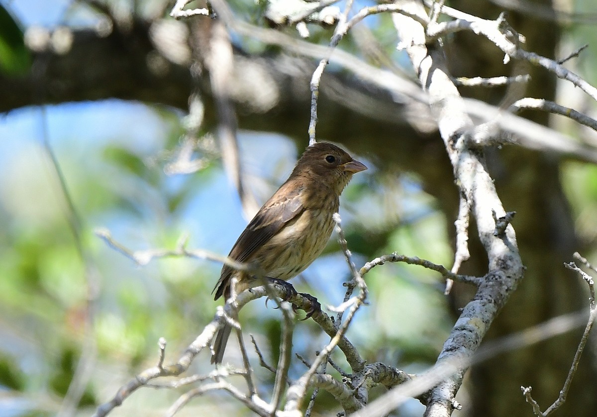 Indigo Bunting - ML644108951
