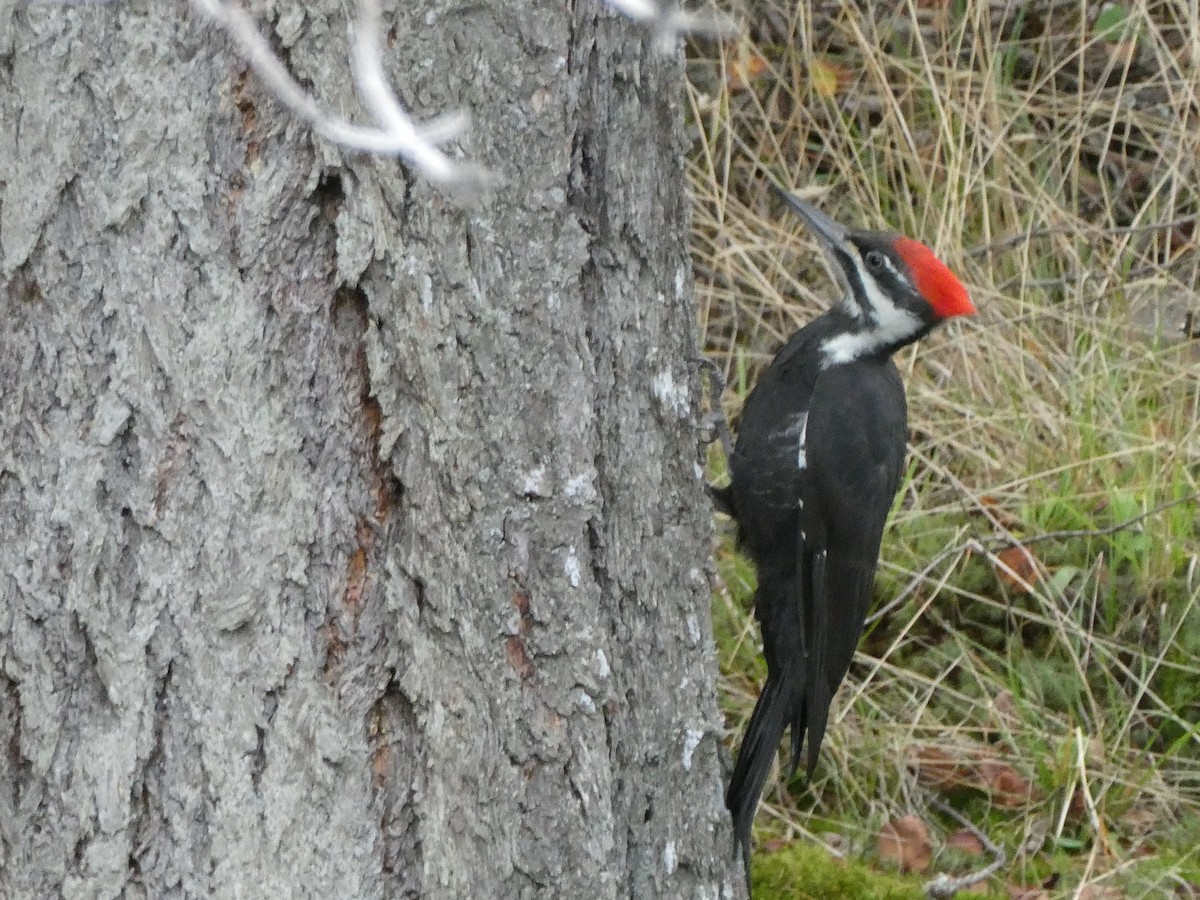 Pileated Woodpecker - ML644108961