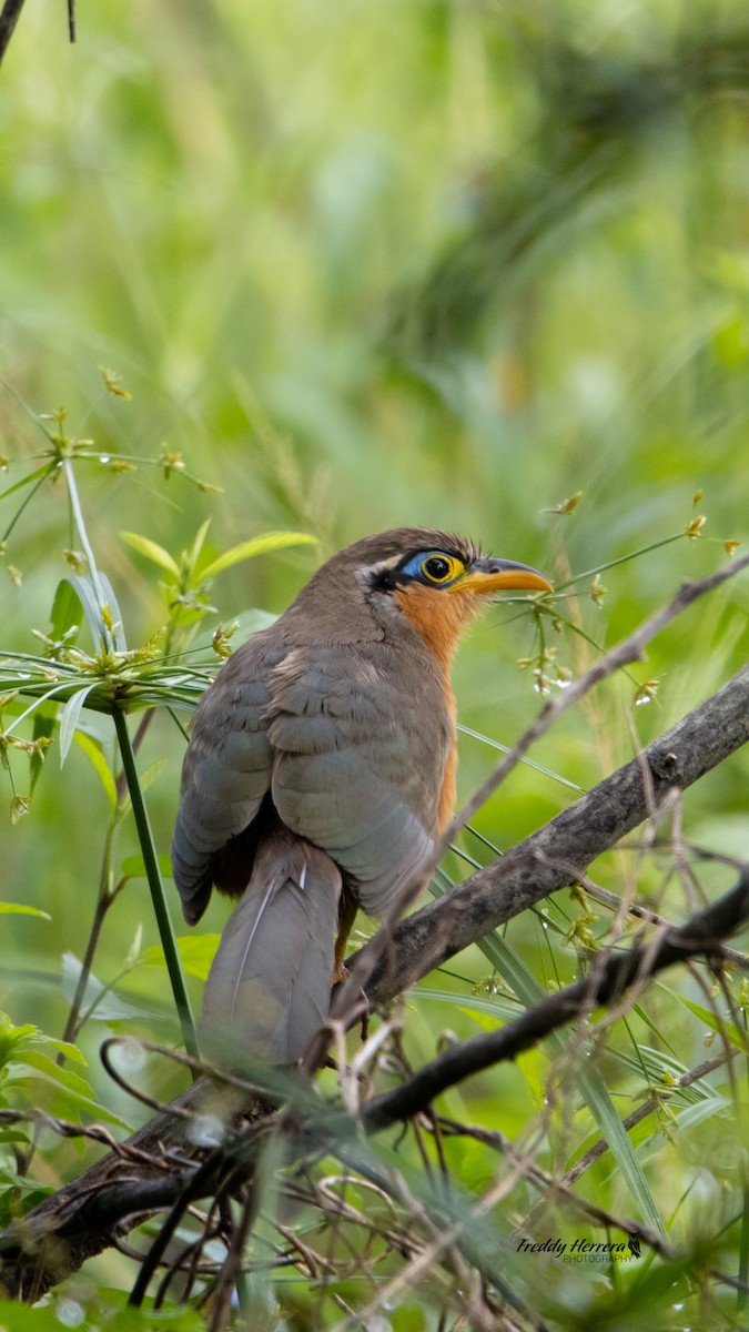Lesser Ground-Cuckoo - ML644108969