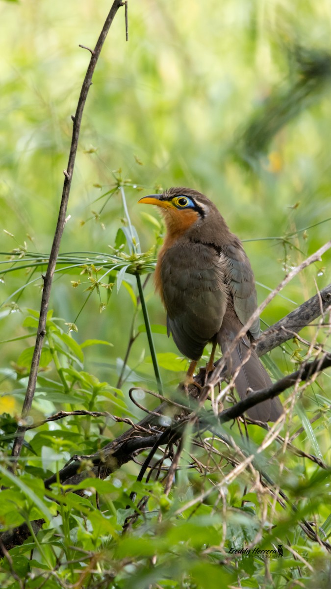 Lesser Ground-Cuckoo - ML644108970