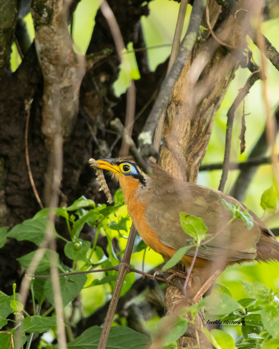 Lesser Ground-Cuckoo - ML644108971