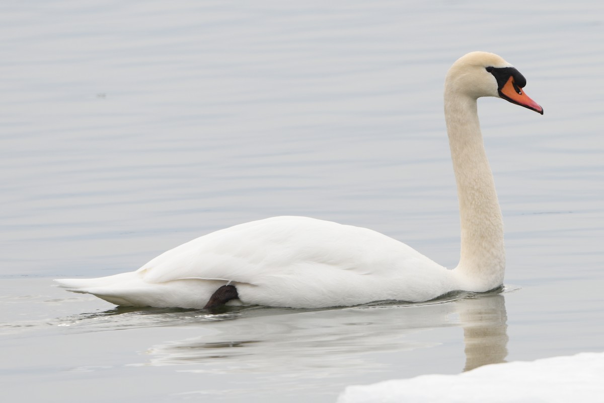 Лебідь-шипун - ML644108972