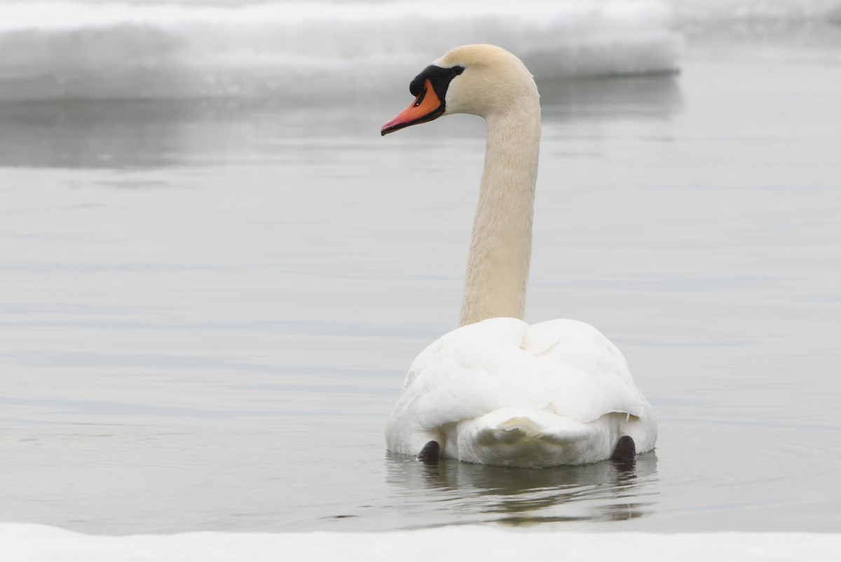 Лебідь-шипун - ML644108978