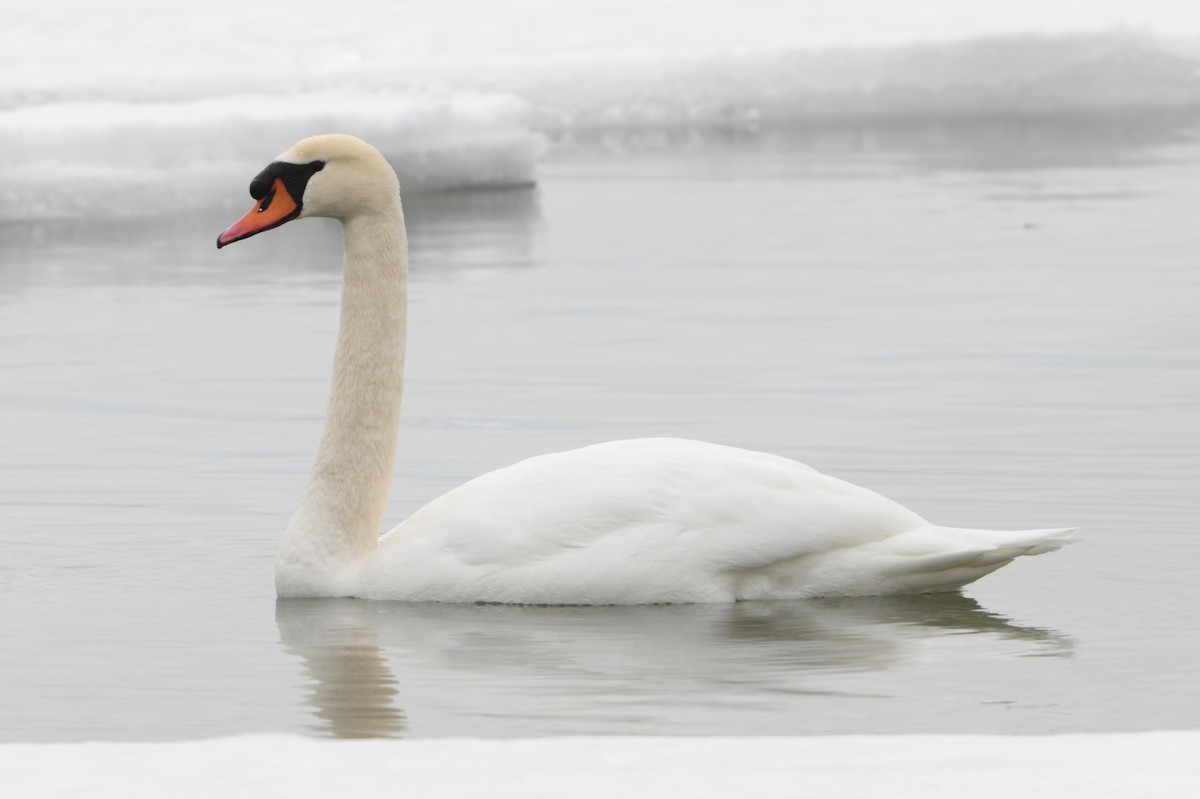 Лебідь-шипун - ML644108980