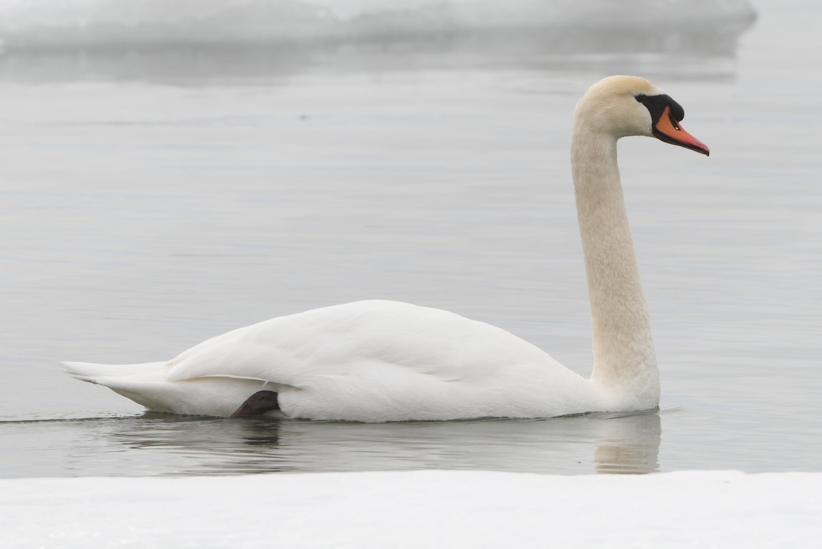 Лебідь-шипун - ML644108983