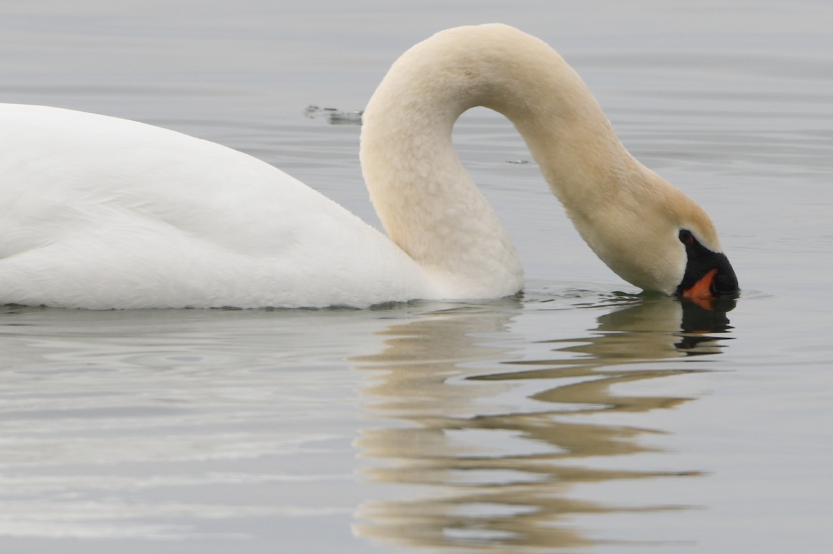 Лебідь-шипун - ML644108985