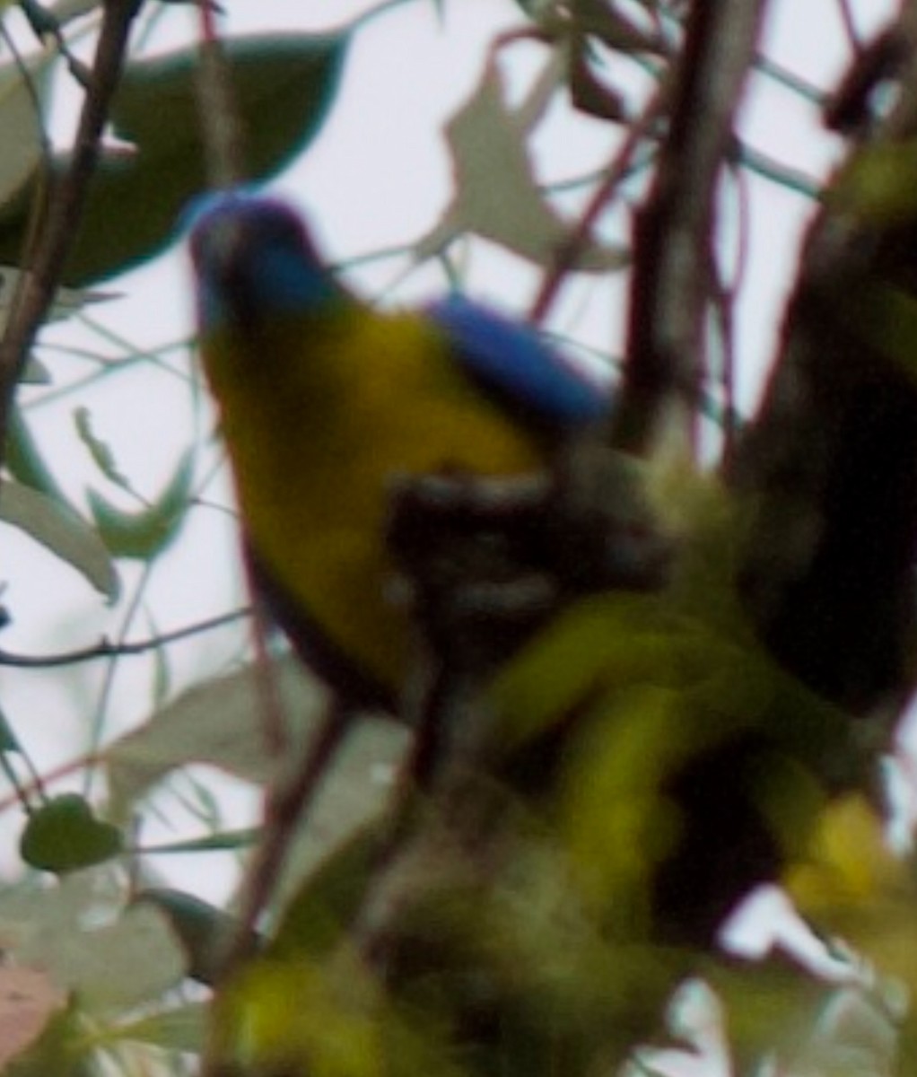 Turquoise Parrot - ML644108988