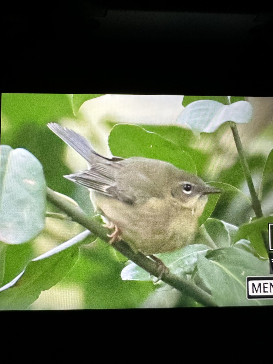 Black-throated Blue Warbler - ML644109009