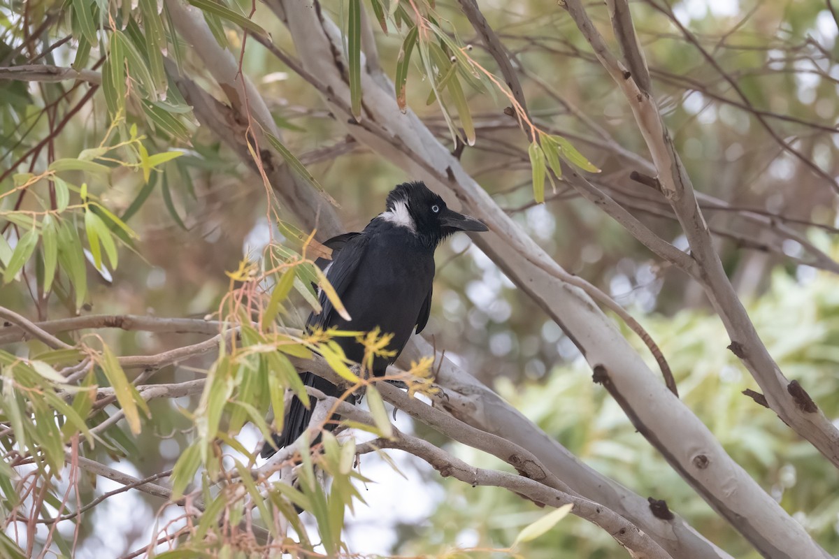 Little Crow - ML644109014