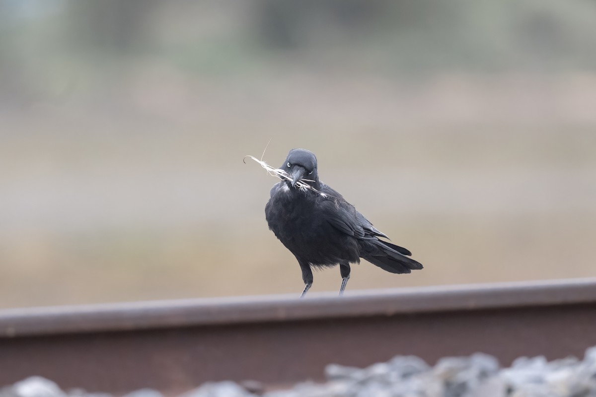 Little Crow - ML644109025