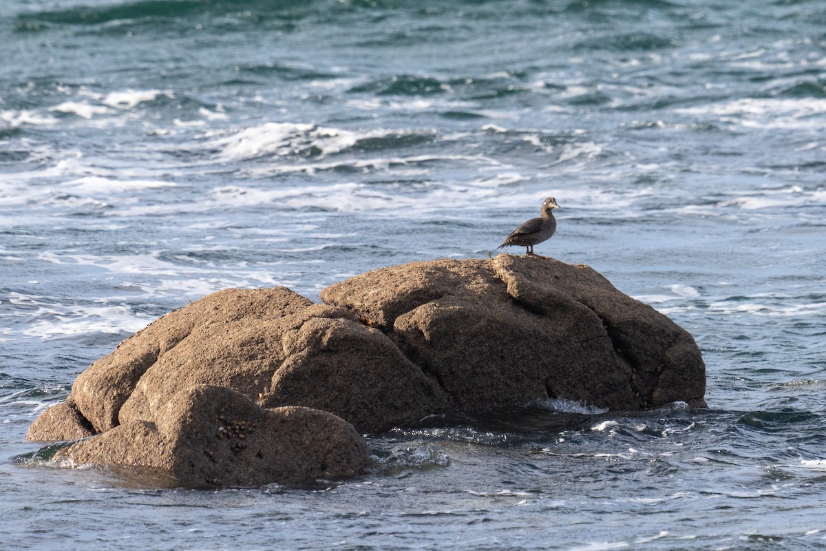 Harlequin Duck - ML644109030