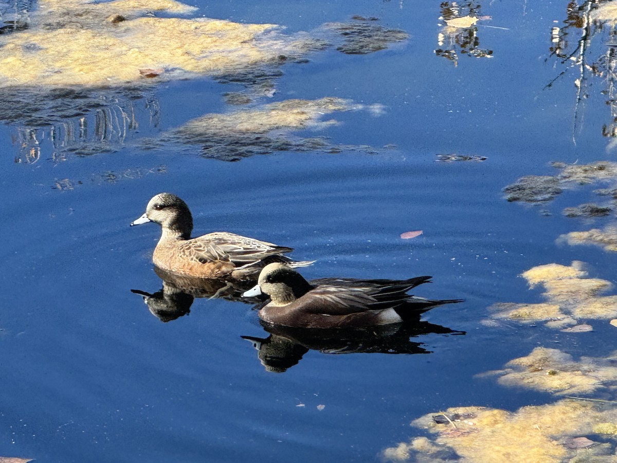 アメリカヒドリ - ML644109044