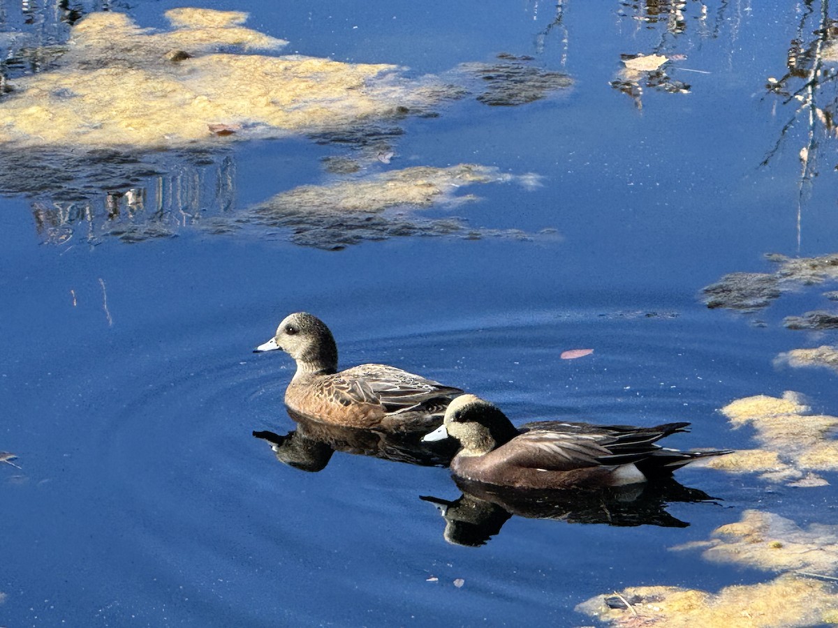 アメリカヒドリ - ML644109045