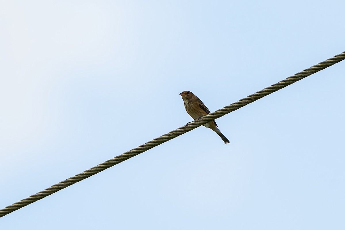 Indigo Bunting - ML644109064