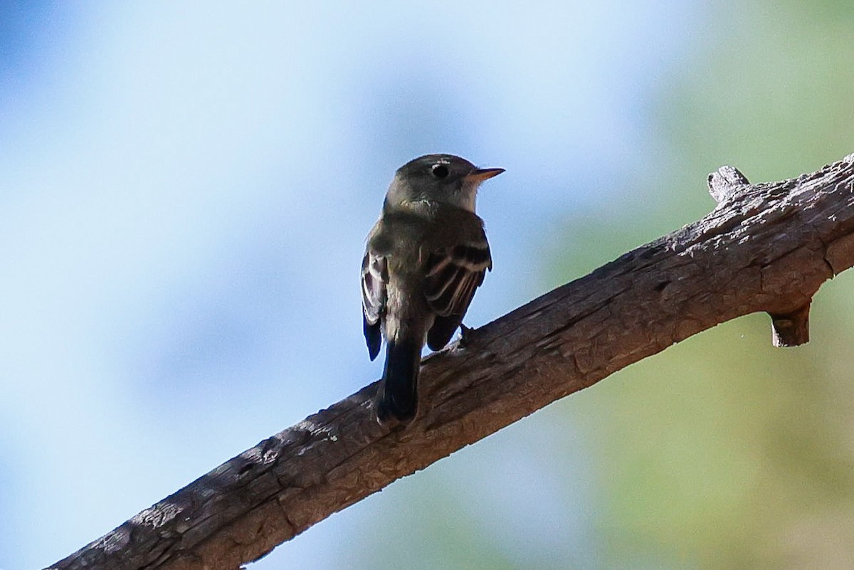 Hammond's Flycatcher - ML644109070