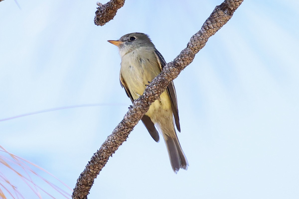 Hammond's Flycatcher - ML644109071