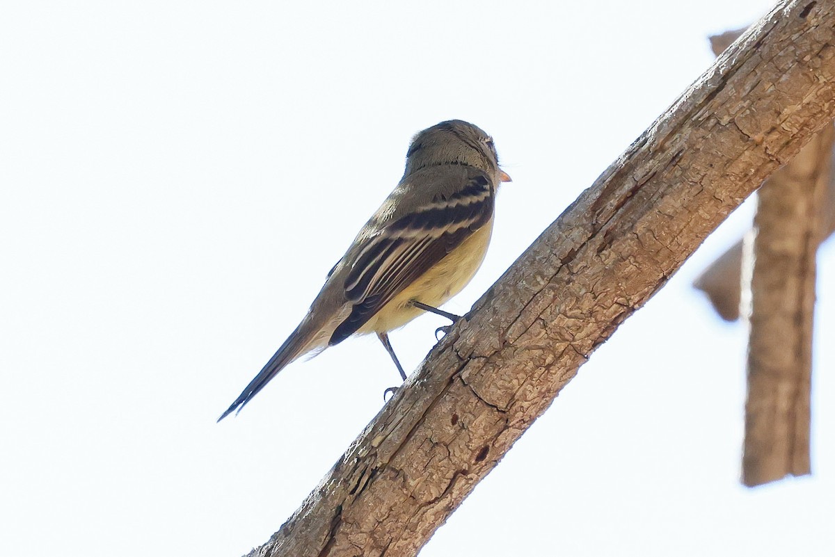 Hammond's Flycatcher - ML644109072