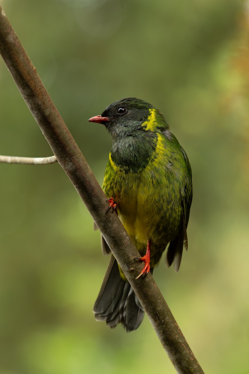Cotinga vert et noir - ML644109086