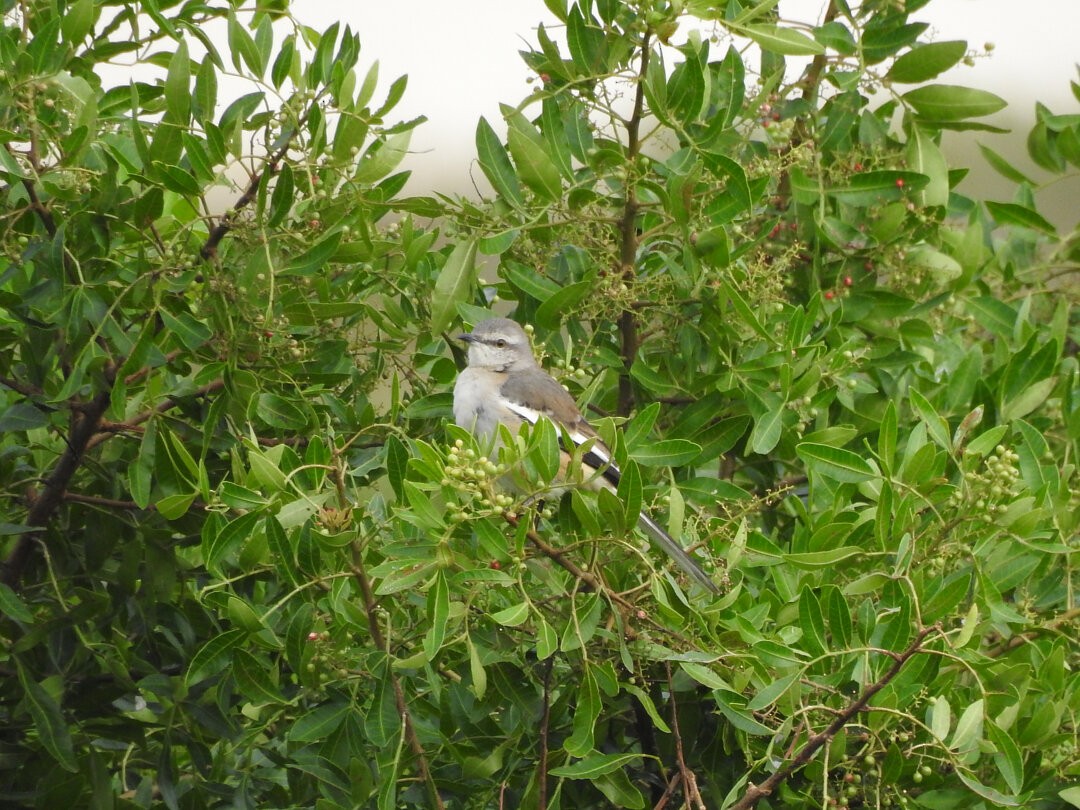 White-banded Mockingbird - ML644109128