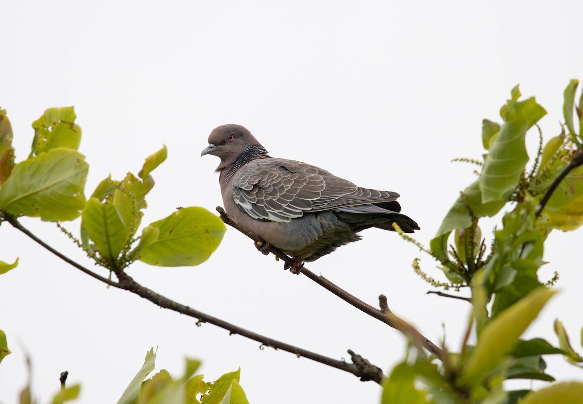 アカメバト - ML644109150