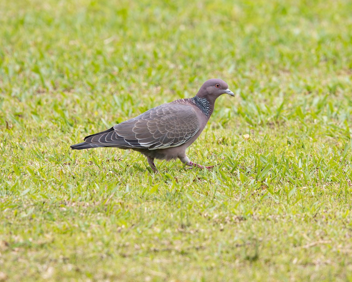 アカメバト - ML644109151