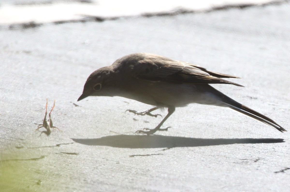 Townsend's Solitaire - ML644109163