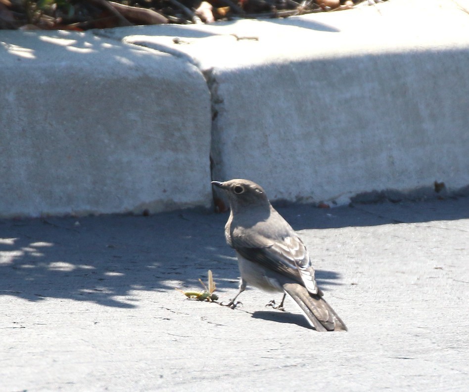 Townsend's Solitaire - ML644109169