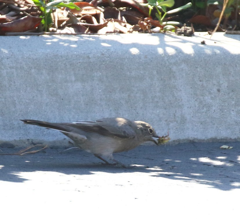 Townsend's Solitaire - ML644109170