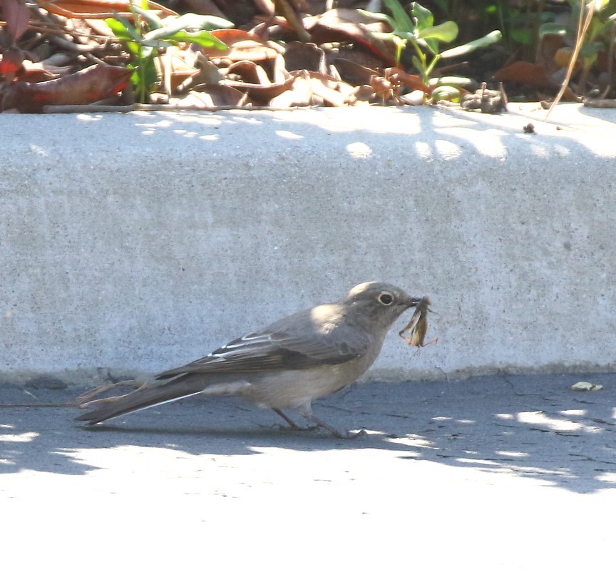Townsend's Solitaire - ML644109172