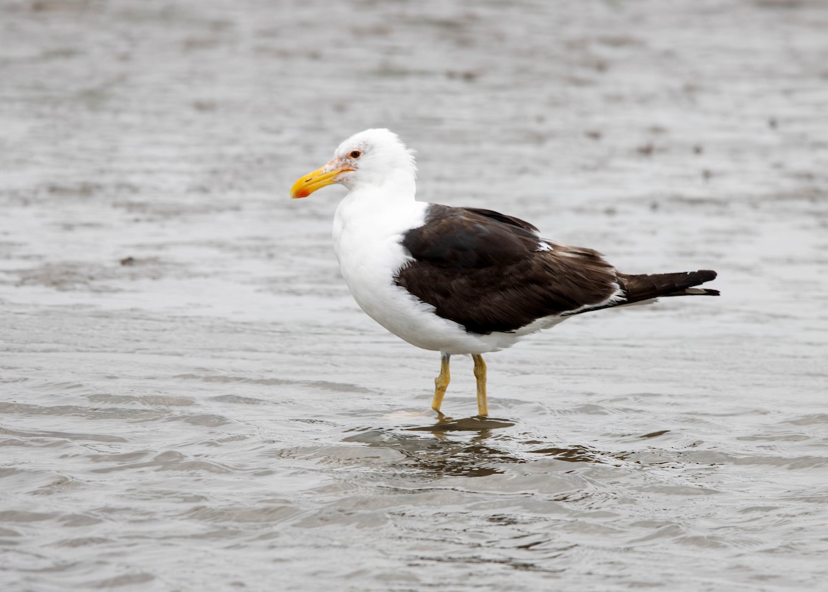 Kelp Gull - ML644109173