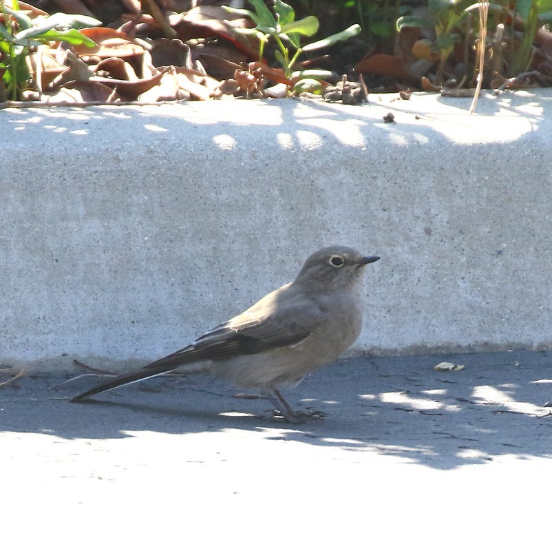 Townsend's Solitaire - ML644109178