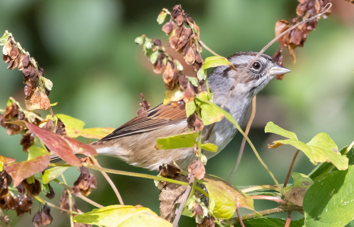Swamp Sparrow - ML644109182