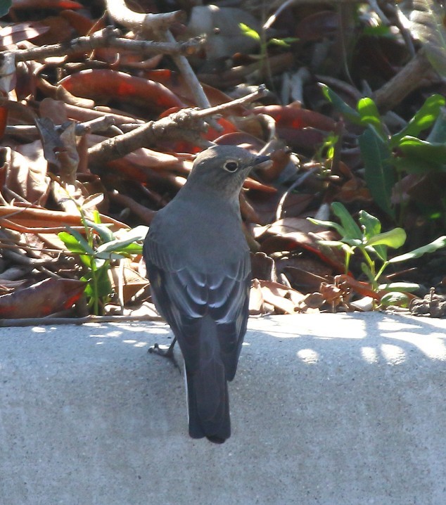 Townsend's Solitaire - ML644109188