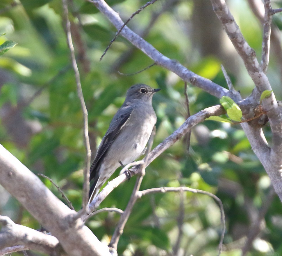 Townsend's Solitaire - ML644109190