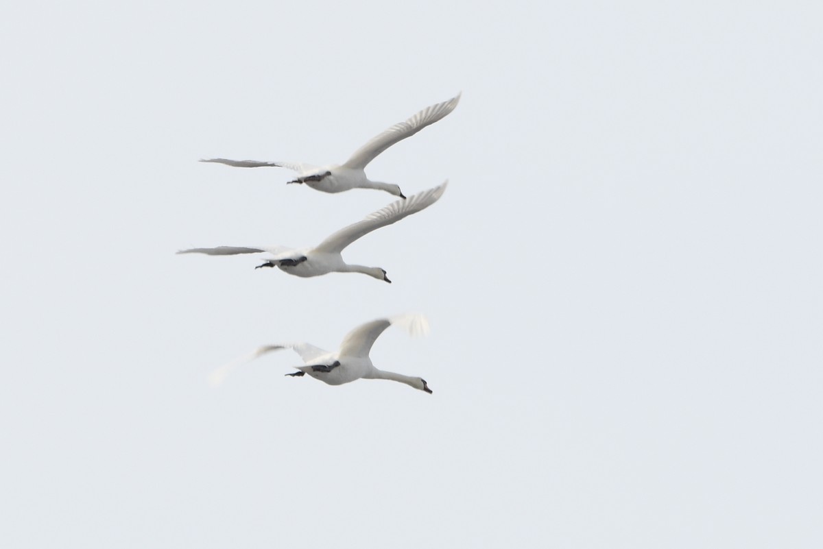 Лебідь-шипун - ML644109191