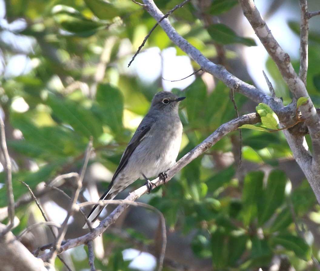 Townsend's Solitaire - ML644109193