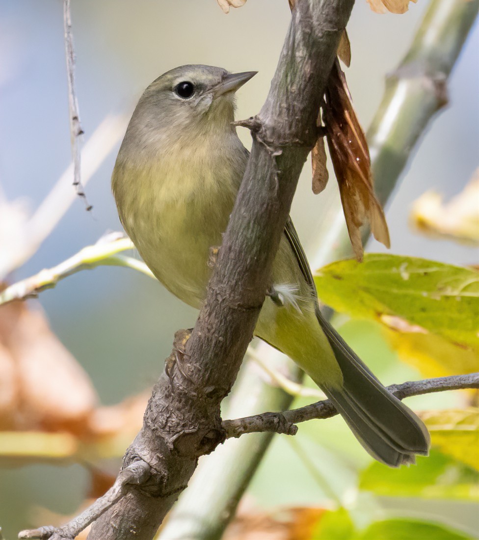 Orange-crowned Warbler - ML644109200