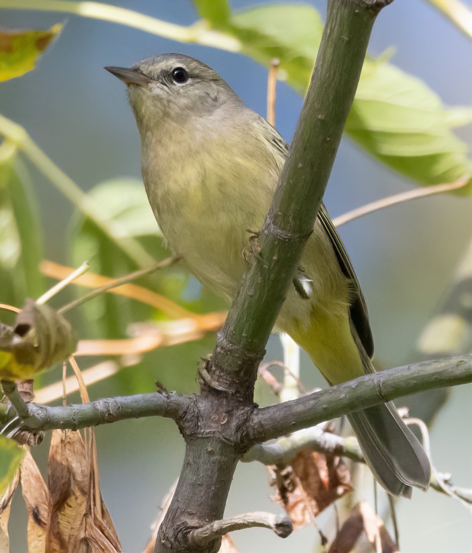 Orange-crowned Warbler - ML644109201