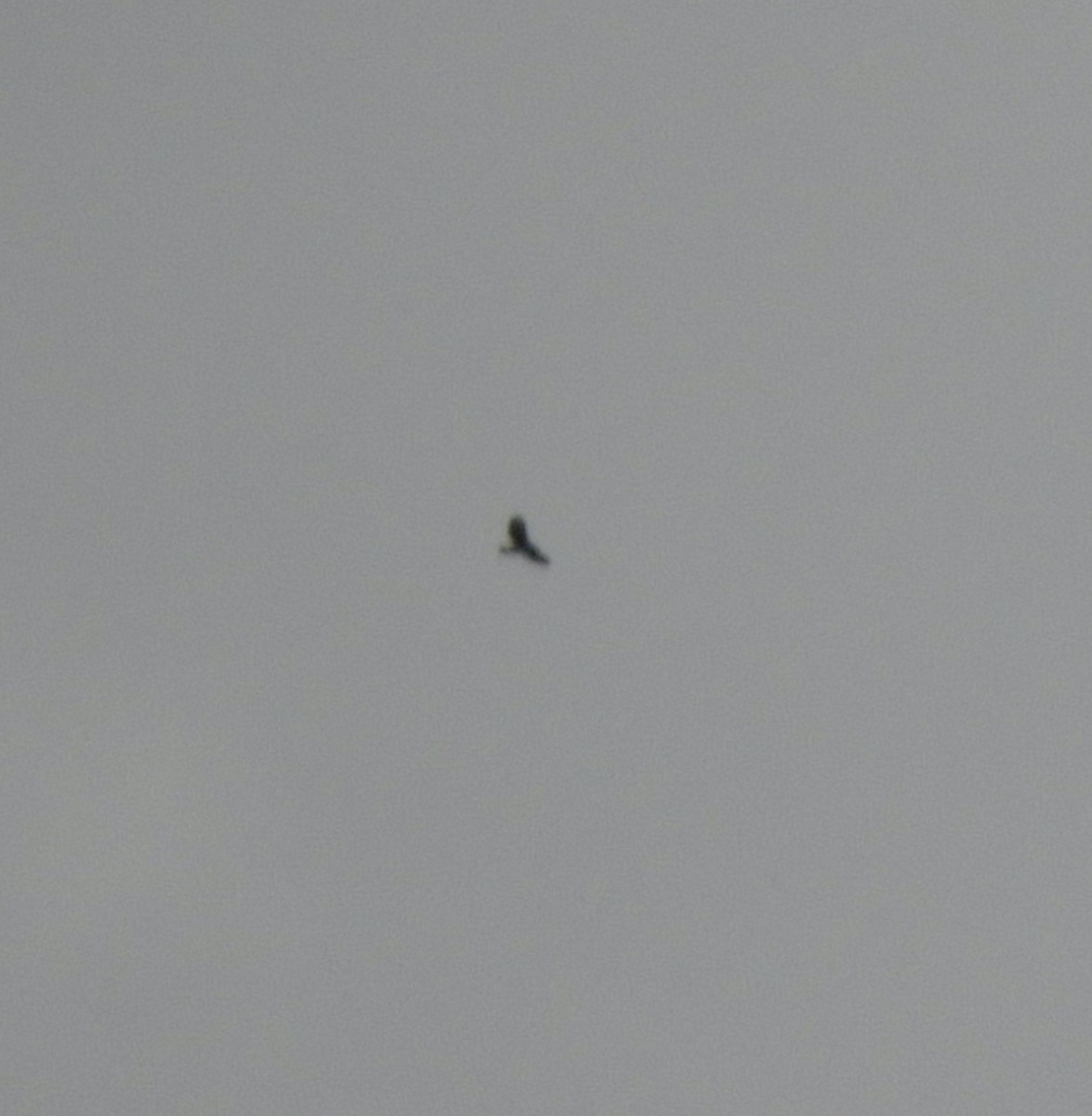 hawk sp. - ML644109205